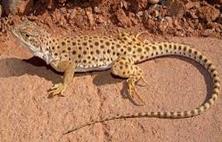 lizard